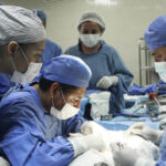 Transplante
