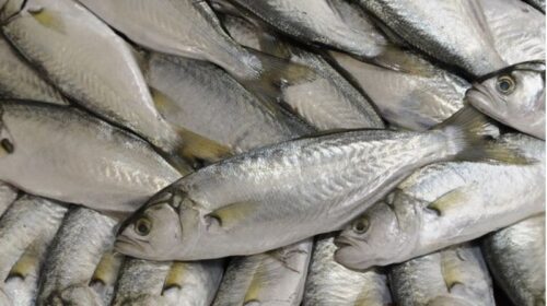Pescado
