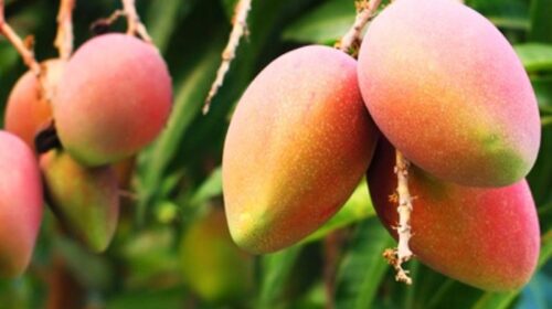 Huertas de mango y berries