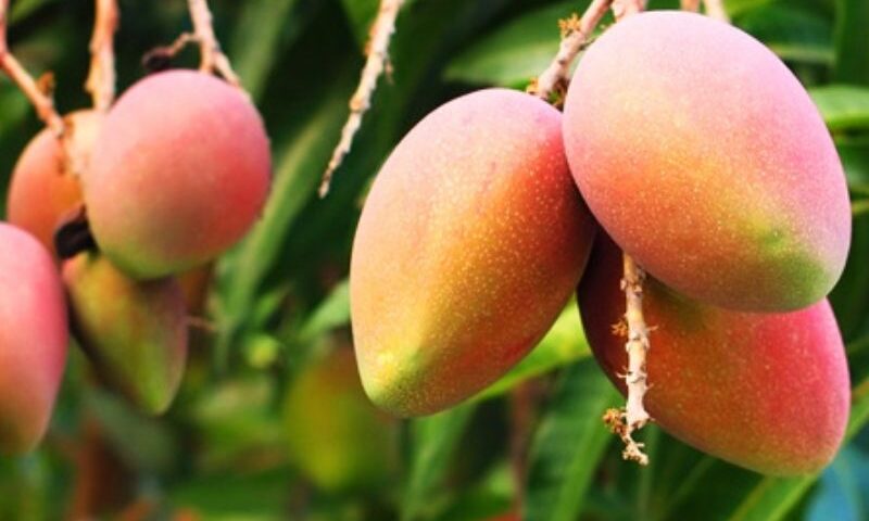 Huertas de mango y berries