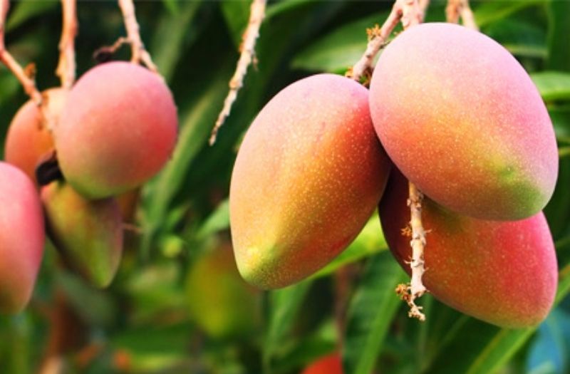Huertas de mango y berries