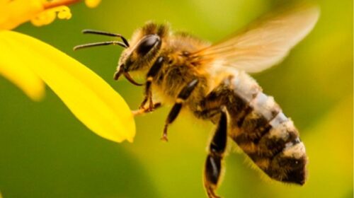 día mundial de las abejas