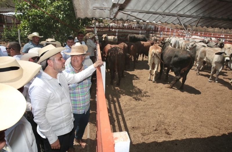 ganadería michoacana