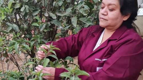 planta medicinal contra cáncer de mama