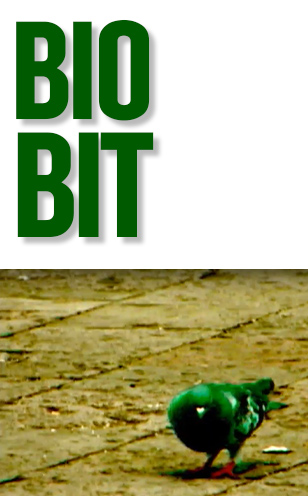 Biobit