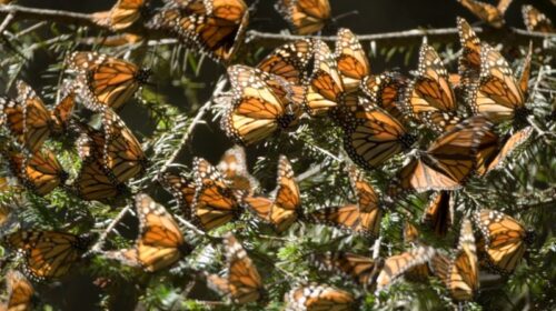 mariposa monarca