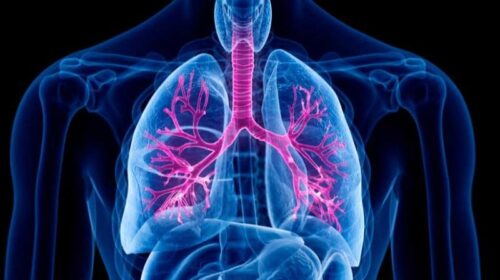 Pulmones
