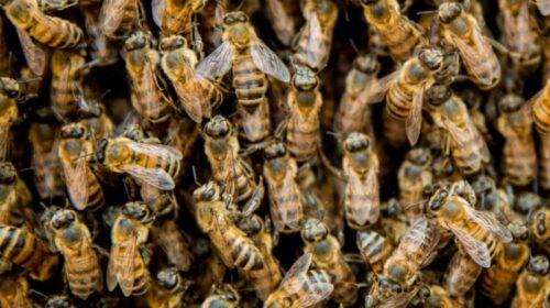 Abejas