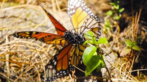 mariposa monarca