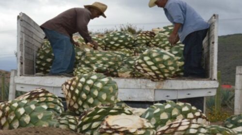 Agave
