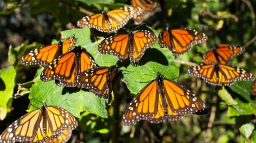 Mariposas monarca