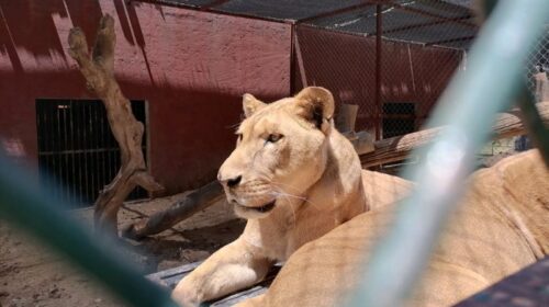 León