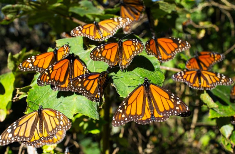 Mariposas monarca
