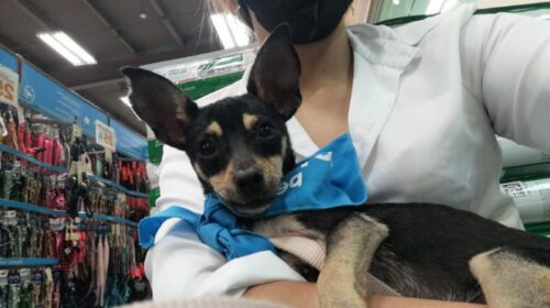 Feria de Adopción Canina