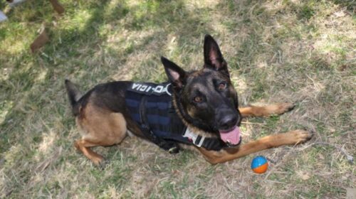 Perro Policía